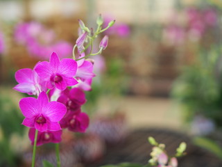 Orchid flower and green leaves background in the garden.