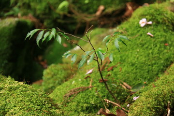 屋久島　苔むすジブリの森 白谷雲水峡