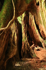屋久島　苔むすジブリの森 白谷雲水峡