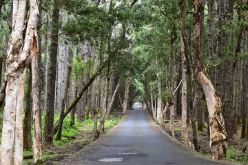 Fototapeta premium Country small road running through a forest, perspective background.