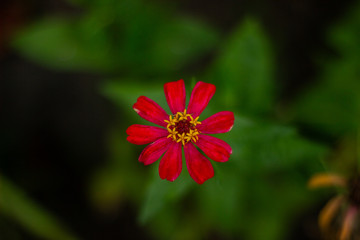 beautiful cosmos flower or flower kenikir which blooms in the backyard garden of Sleman, Indonesia.