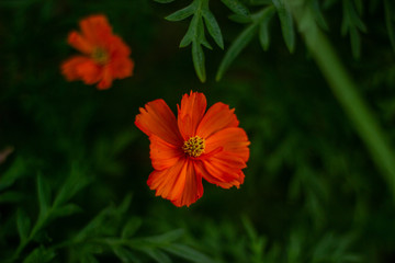 beautiful cosmos flower or flower kenikir which blooms in the backyard garden of Sleman, Indonesia.