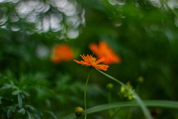 beautiful cosmos flower or flower kenikir which blooms in the backyard garden of Sleman, Indonesia.