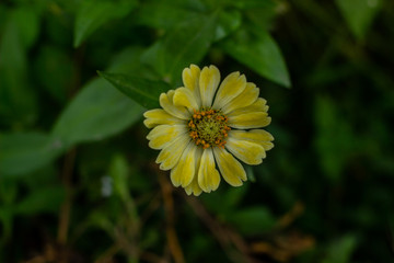 beautiful cosmos flower or flower kenikir which blooms in the backyard garden of Sleman, Indonesia.