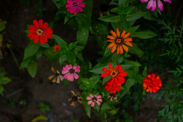 beautiful cosmos flower or flower kenikir which blooms in the backyard garden of Sleman, Indonesia.