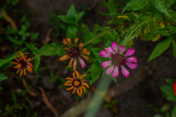 beautiful cosmos flower or flower kenikir which blooms in the backyard garden of Sleman, Indonesia.