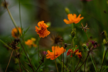 beautiful cosmos flower or flower kenikir which blooms in the backyard garden of Sleman, Indonesia.