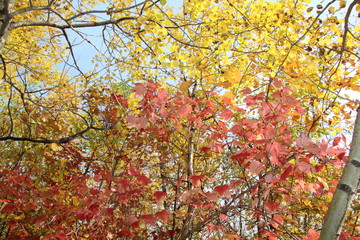 Autumn In The Woods, William Hawrelak Park, Edmonton, Alberta