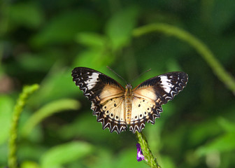 A leopard lacewing butterfly, Cethosia cyane, on green vine with wings fully extended. Female.