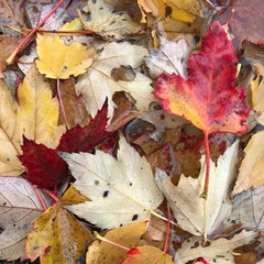 Wet autumn leaves