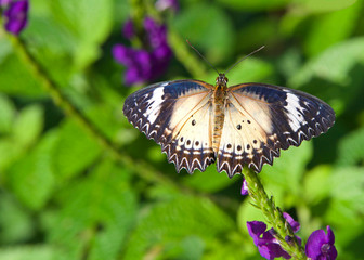 A leopard lacewing butterfly, Cethosia cyane, on green vine with wings fully extended. Female.