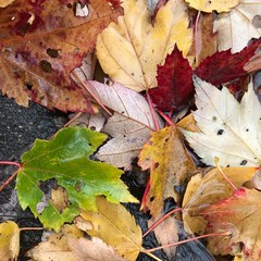Green, red and yellow autumn leaves