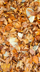 leaves dry many for autumn winter background top view