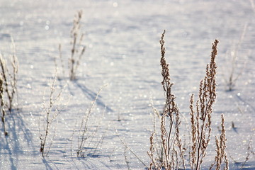 氷点下の雪原の煌めき。氷を纏った枯草と太陽の光に輝く雪面。
