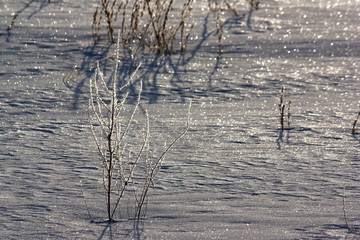 氷点下の雪原の煌めき。氷を纏った枯草と太陽の光に輝く雪面。