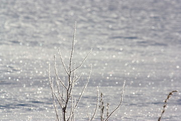 氷点下の雪原の煌めき。氷を纏った枯草と太陽の光に輝く雪面。