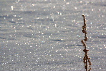 氷点下の雪原の煌めき。氷を纏った枯草と太陽の光に輝く雪面。