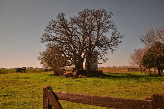 100-year-old Ombu tree on a warm day at the countryside. Original photo with no editing.