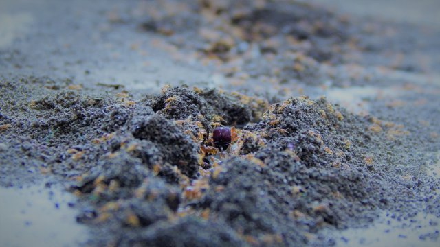  Small Anthill With Red Fire Ants.