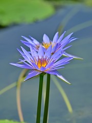 光を浴びて輝く満開の薄紫のスイレン