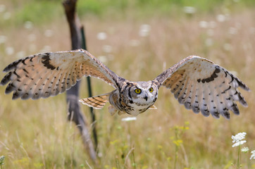Great Horned Owl