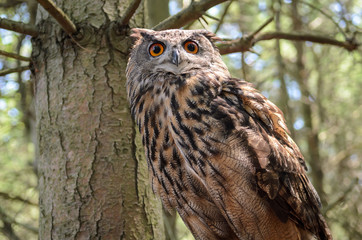 Eurasian Eagle Owl