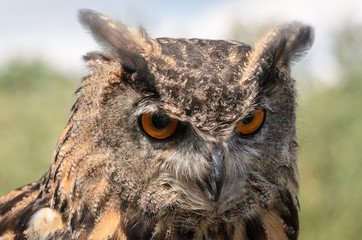 Eurasian Eagle Owl