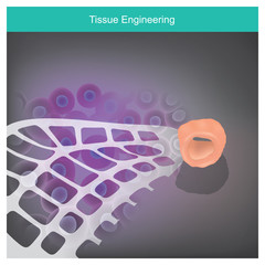 The cells are extracted from the tissues of patients, and that bring cells were cultured in the scaffold plate to increase the amount, After that the cells must change to tissue on body respond..