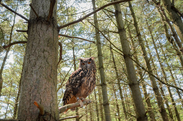 Eurasian Eagle Owl