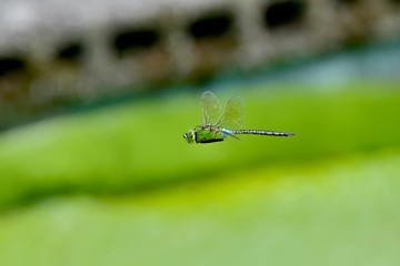 オニバスバックにホバリングするギンヤンマ