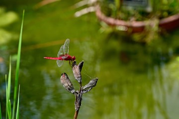 花の種にとまってくつろぐ赤とんぼ