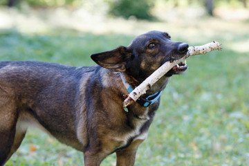 Dog in the park.
