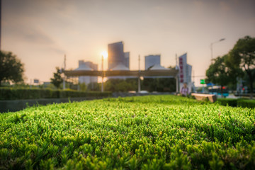 Photo of green pine needles in front of city background