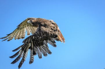 Red-Tailed Hawk