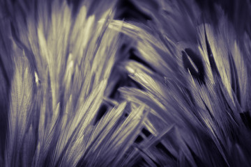 Beautiful abstract colorful white purple and blue feathers on dark background and soft white pink feather texture on white pattern