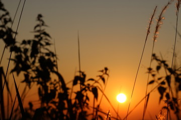 sunrise over field
