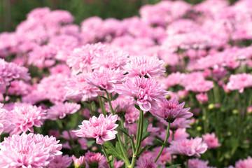 Beautiful pink chrysanthemum in the garden