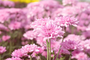 Obraz premium Beautiful pink chrysanthemum in the garden