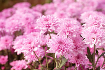Beautiful pink chrysanthemum in the garden