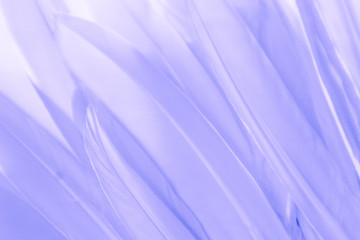 Beautiful abstract colorful white purple blue and light orange feathers on colorful background and soft white pink feather frame texture on white pattern