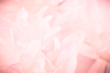 Beautiful abstract color pink and white flowers background and pink flower frame and white and pink background texture  - Powered by Adobe