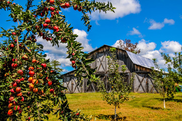 Apple Orchard