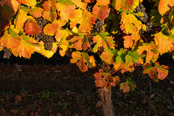 Bright afternoon sun shines on a grapevine loaded with ripe grapes and dressed in fall colors, leaves in red, gold and a hint of green.