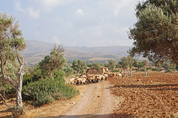 Zwierzęta hodowlane © Patdrig Torc