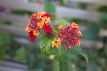 カラフルなランタナの花