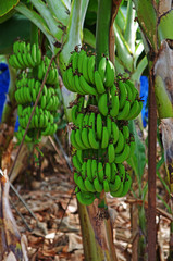 Bananowce © Patdrig Torc