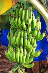 Bananowce © Patdrig Torc