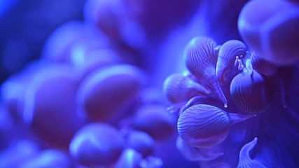 Sea anemone or sea flower underwater - Slow motion	 - Powered by Adobe