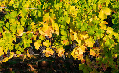 Vivid purple pinot noir grapes ripen on lush vines shifting from green to gold leaves. 