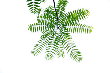 Nature frame of jungle trees with tropical rainforest foliage plants (Monstera, bird’s nest fern, golden pothos and forest orchid,) growing in wild isolated on white background with clipping path.